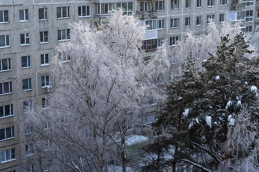 Winter, Trees, Snow, Buildings, Frost, Cold, Bushes, Branches, Outdoors, Nature, tree
