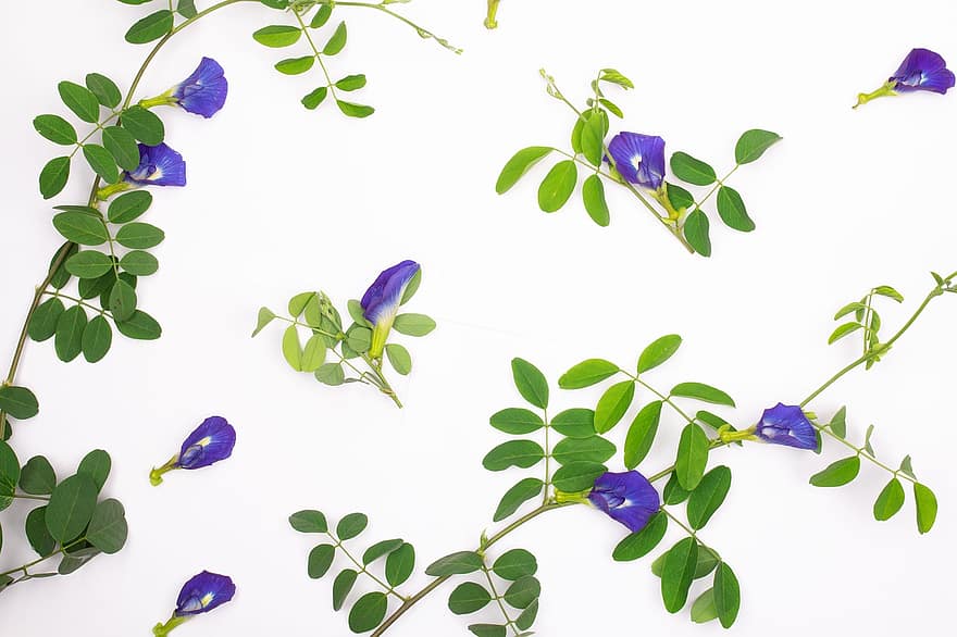 Butterfly Pea, Flowers, Leaves, Blue Pea, Petals, Bloom, Twigs, Decoration, Background
