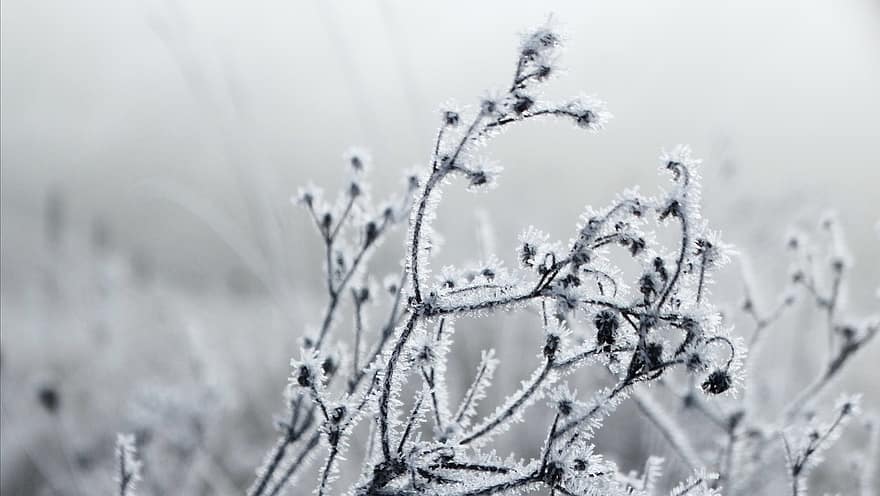 ดอกไม้, หิมะ, ปลูก, น้ำค้างแข็ง, คราบนำ้ค้างแข็ง, หนาว, ฤดูหนาว, ธรรมชาติ