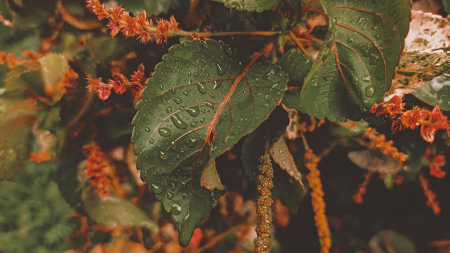 φυτά, φύλλα, σταγόνες βροχής, σταγόνες νερού, πράσινα φύλλα, φύλλωμα, πράσινο φύλλωμα, χλωρίδα, φύση