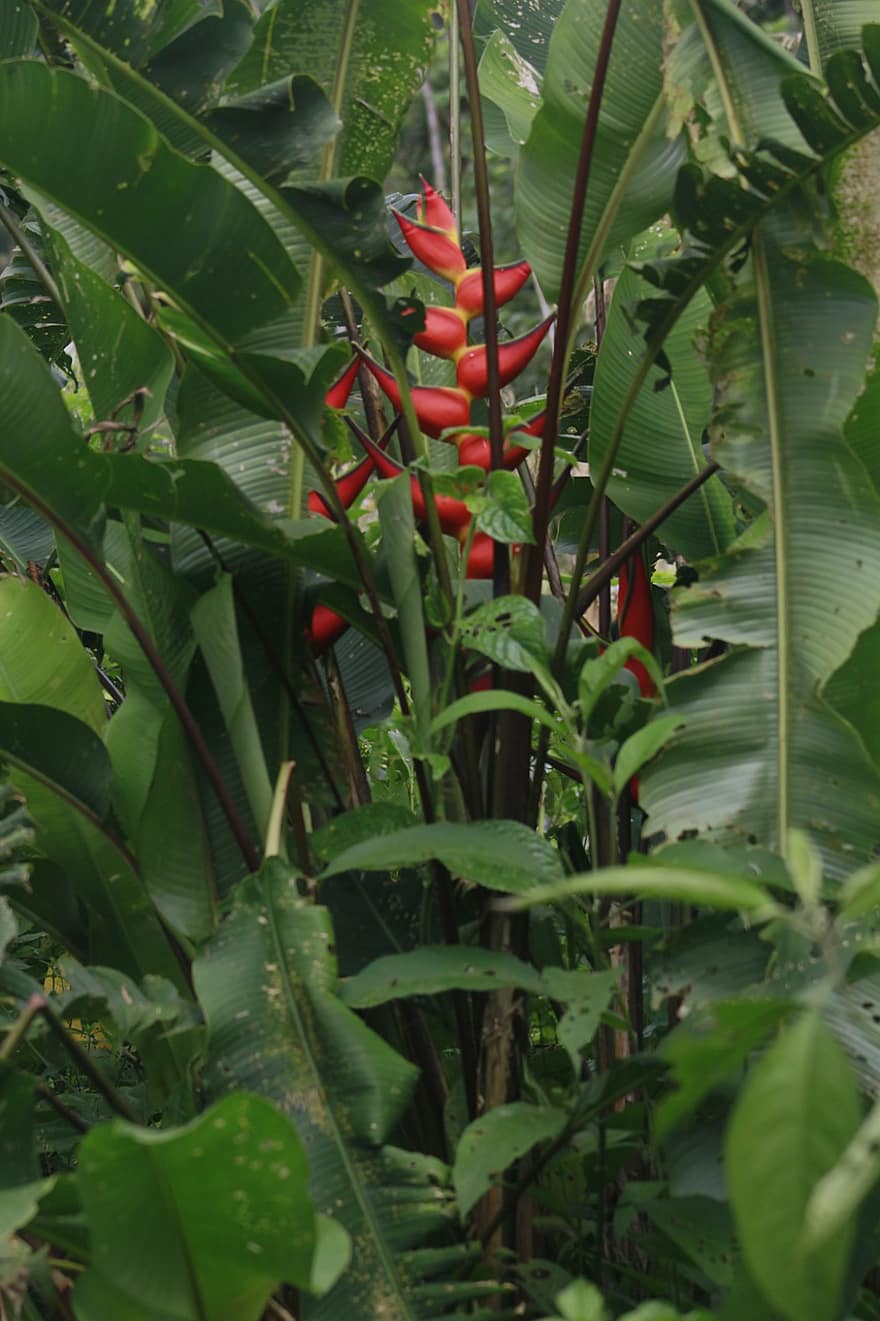 Heliconia, Flowers, Leaves, Plant, Red Flowers, Lobster Claws, Bloom, Branch, Nature, leaf, green color