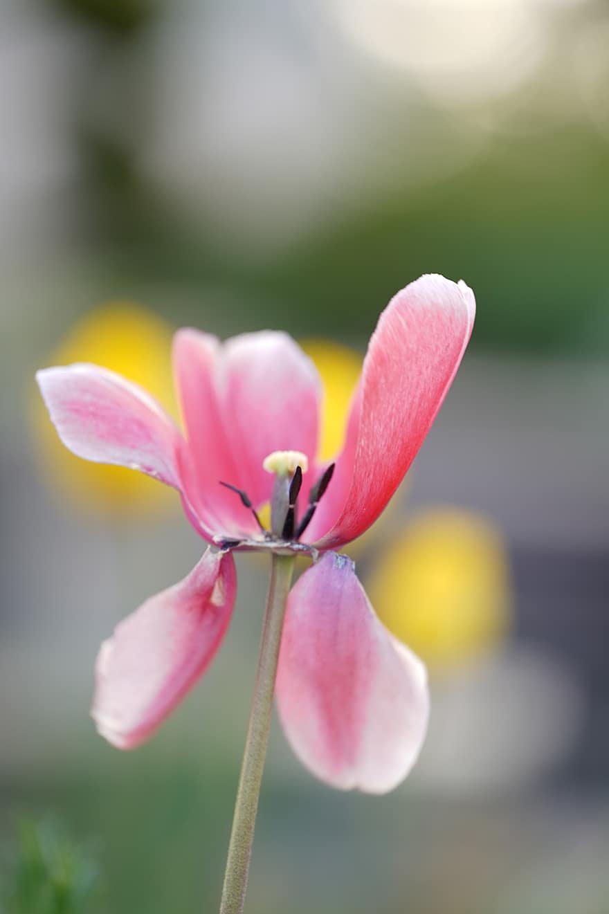 květ, tulipán, jaro, Příroda, pestík, detail, rostlina, okvětní lístek, letní, květu hlavy, list