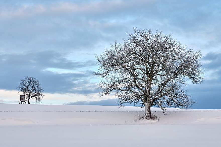 arbre, camp, neu, hivern, gelades, gel, congelat, fred, nevat, humor d'hivern, paisatge de neu