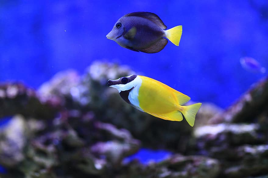 Foxface Rabbitfish, пурпурен танг, риба, море, под вода, океан, вода, синя риба, жълта риба, морски животни, водната