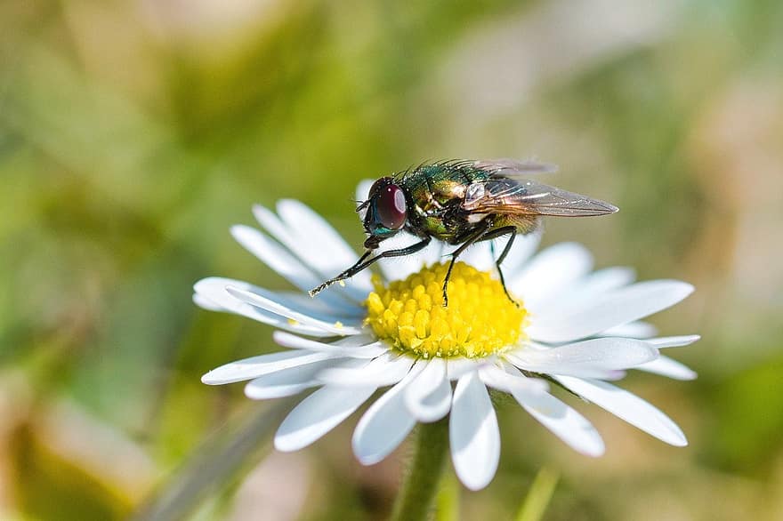 Common Green Bottle Fly, Daisy, Pollination, Bottle Fly, Flower, Nature, Macro, Lucilia Sericata, Bellis Perennis, Macro Photography, Insect