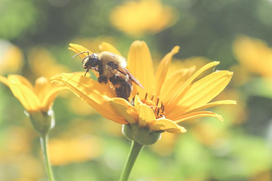 bi, blomma, insekt, makro, natur, honung, gul, flyga, pollen, sommar, grön