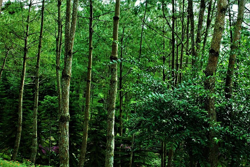 foresta, natura, alberi di pino
