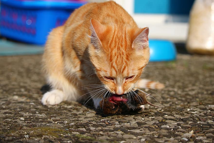 kočka, mieze, kotě, dravec, myš, lov, jíst, domácí kočka, červená makrela mourovatá