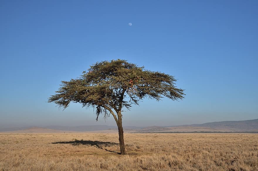 boom, steppe, zonsondergang, Lewa, Kenia, Afrika, landschap, zomer, blauw, landelijke scène, fabriek