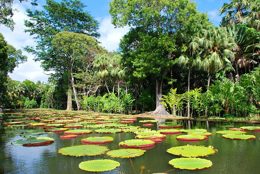 Park, Pond, Lily Pads, Water Lilies, Nature