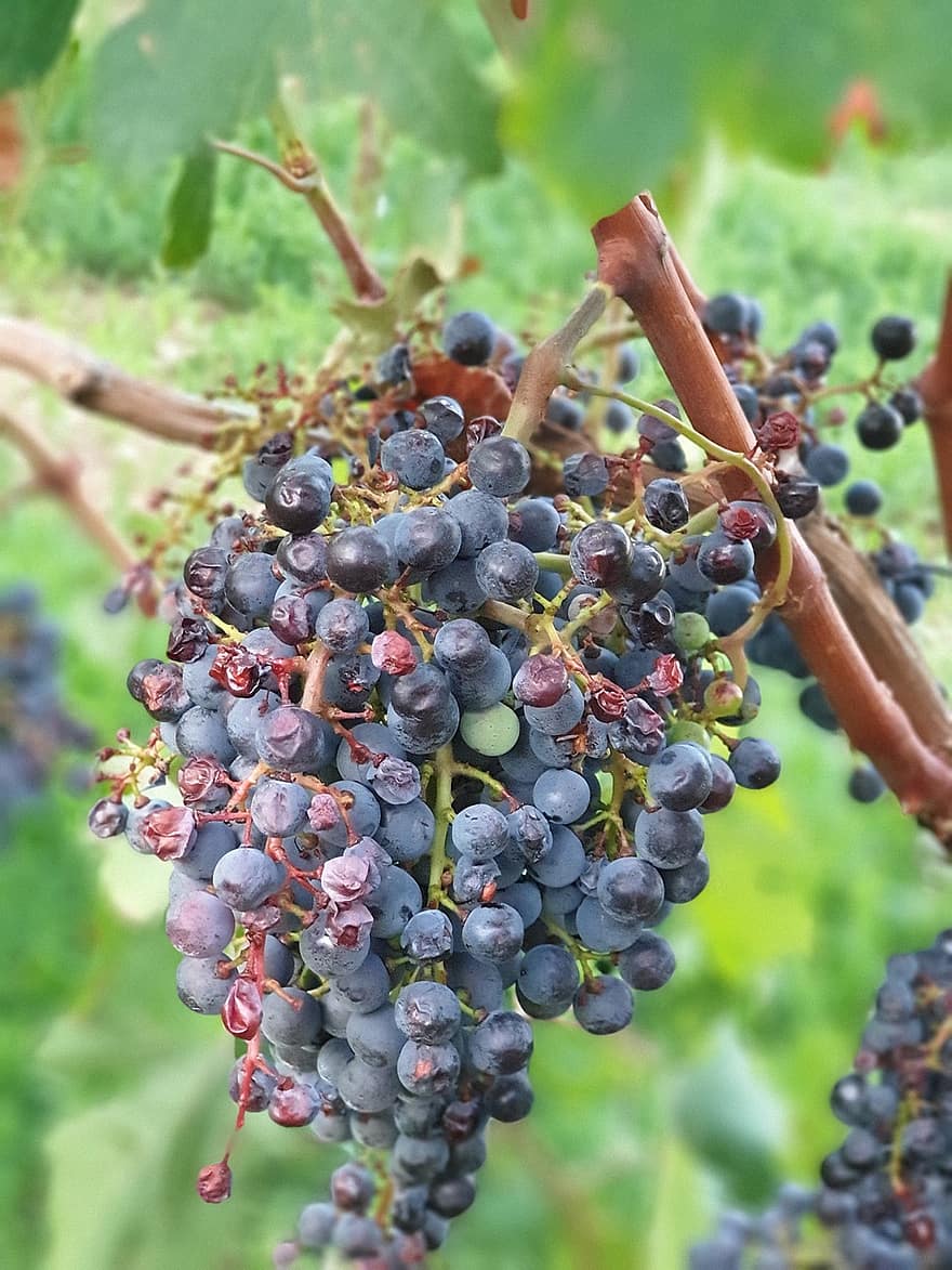 vinya, vi, raïm, vinyes, fruita, viticultura, rebstock, verd, saludable, menjar, madur