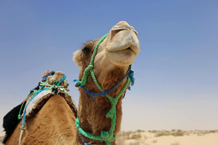 wielbłąd, pustynia, piasek, Tunezja, sahara, Afryka, wielbłąd dromader, arabia, głowa zwierzęcia, garb, transport