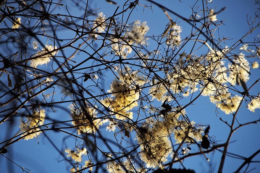 Climber, Winter, Tufts Of Flowers, Fluff, Flowering, Dry