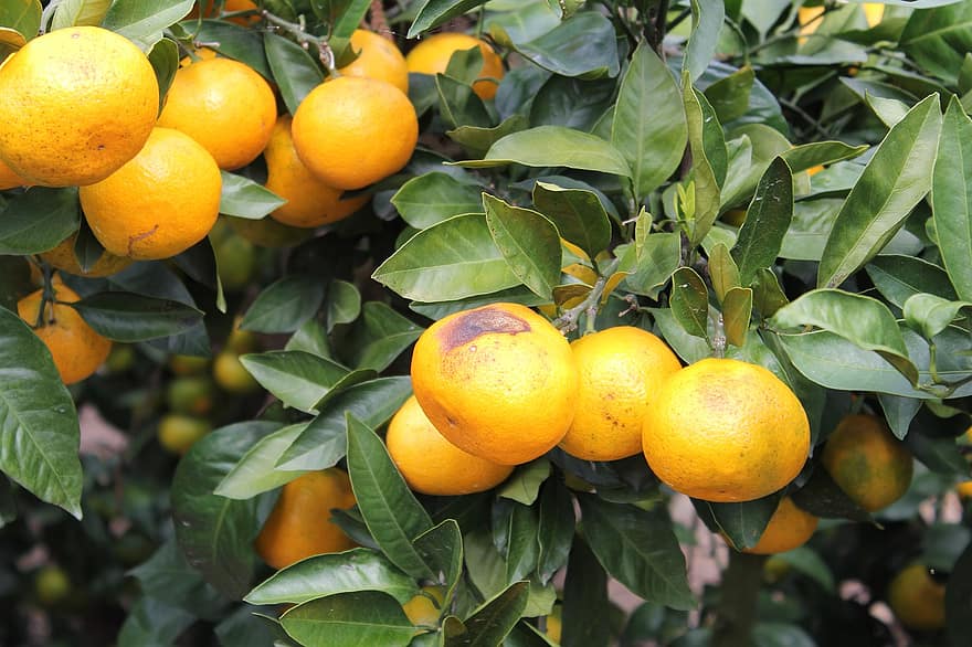 mandarijnen, fruit, voedsel, vers, gezond, rijp, biologisch, zoet, produceren, citrusvrucht, versheid
