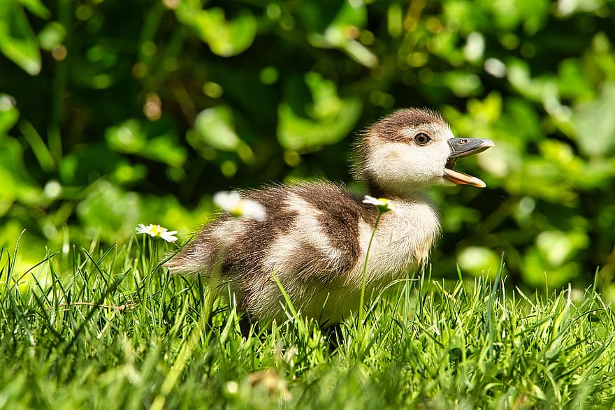 Duckling, Grass, Bird, Baby, Feather, Cute, Water Bird, Animal