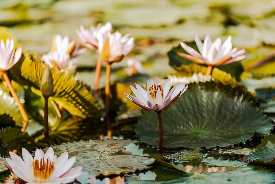 Water Lily, Plant, Blossom, Bloom, Multicoloured, Colorful, Flora, Summer, Nature