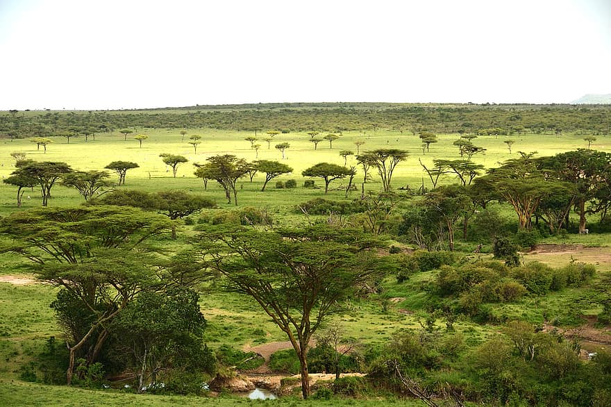 Quênia, masai mara, panorama, África, natureza, animais, arvores, árvore, grama, cena rural, Prado