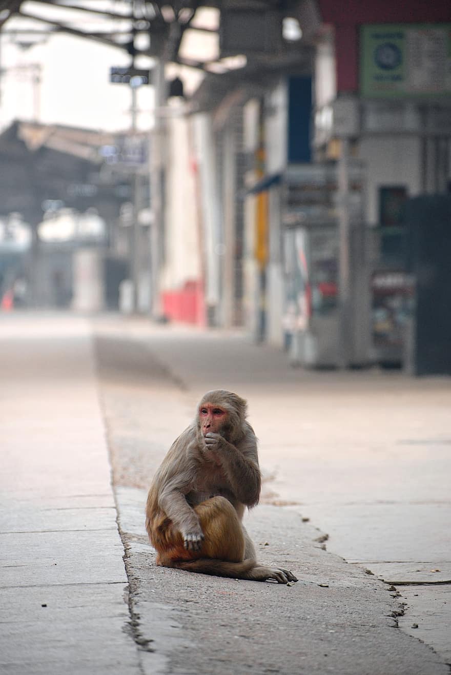 macaco, primata, rua, Índia, sentado, macaque, animais em estado selvagem, fofa, vida urbana, pequeno, olhando