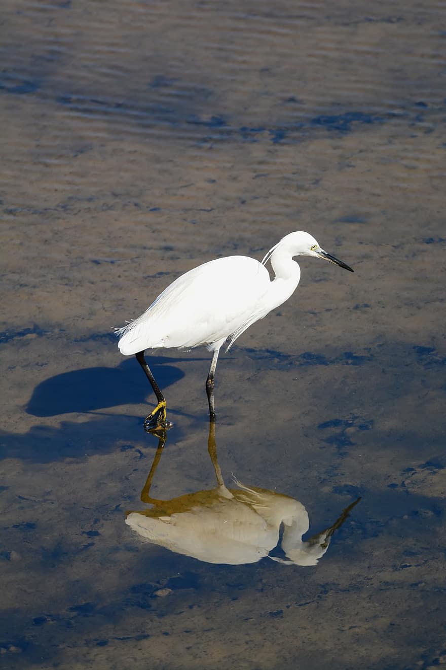 egreta petita, ocell, egret, aigua, reflexió, animal, plomes, plomatge, bec, factura, observació d'aus