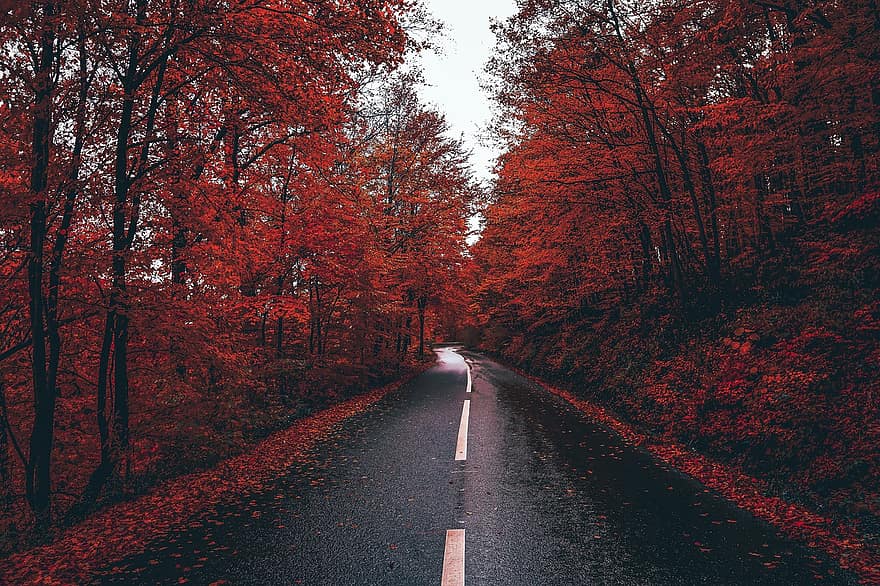 jalan, pedesaan, musim gugur, jatuh, jalan raya, trotoar, pohon, hutan, pemandangan