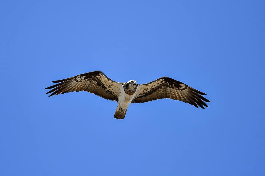 Bird, Osprey, Wildlife, Flying, Raptor, Wings, Flight, Feathers, Ornithology, Species, Fauna