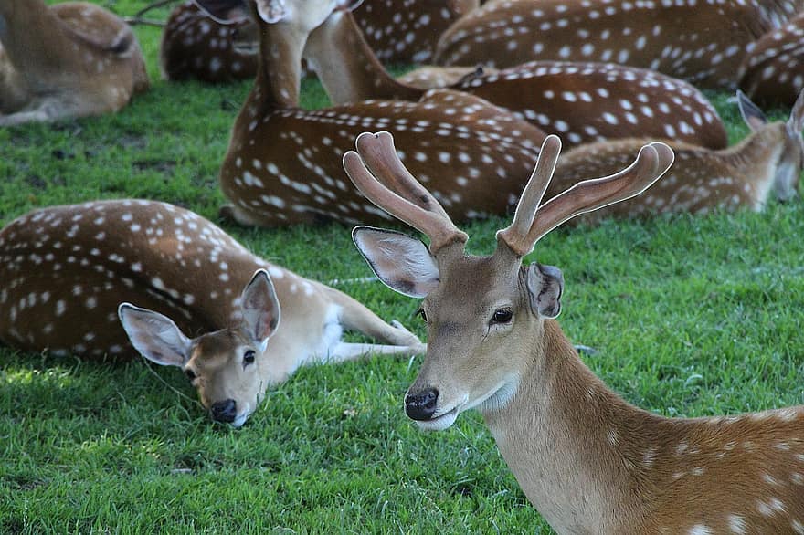 Deer, Antler, Hirsch, Flock, Roe Deer, Mammal, Animal, Nature, Park, Wildlife Park