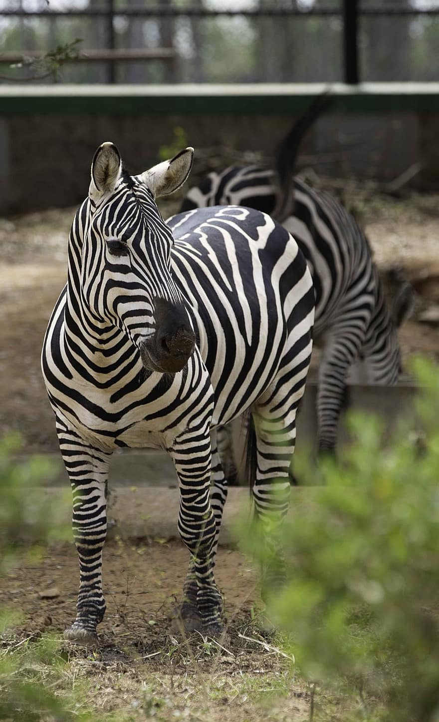 hewan, zebra, mamalia, jenis, fauna, kuda, Afrika, binatang di alam liar, bergaris, hewan safari, polos