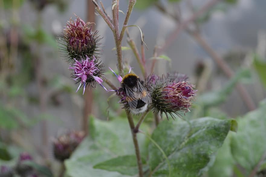 Bumblebee, Insect, Thistle, Plant, Nature, Bombus, Closeup, Bloom, Blossom, Flowers