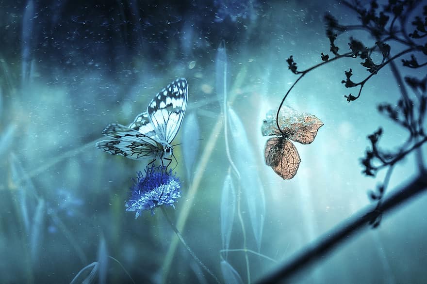 borboleta, flor, fantasia, asas, inseto, inverno, floresta