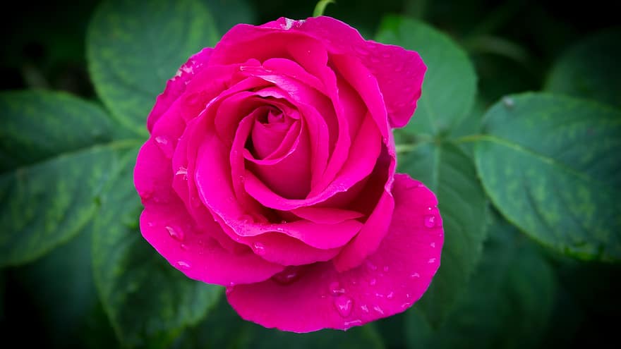 Rosa, flor, planta, jardín de rosas, jardín rosa, flor rosa, de cerca, pétalo, hoja, frescura, cabeza de flor