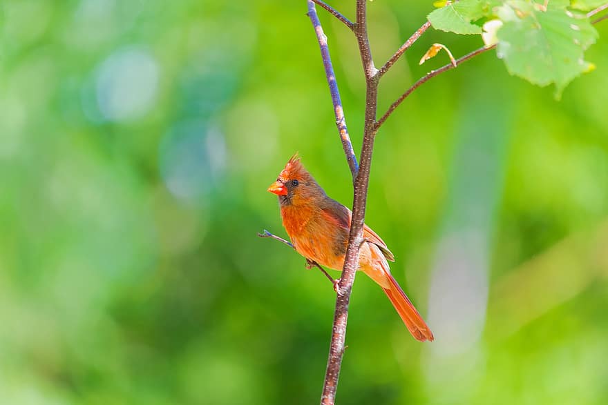 cardinale, uccello rosso, uccello, animale, aviaria, piccolo uccello, cardinale settentrionale, natura, ramo, albero