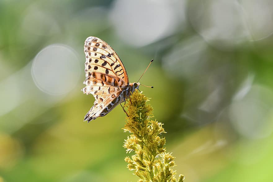 भारतीय घर्षण, कीट, तितली, कीटविज्ञान