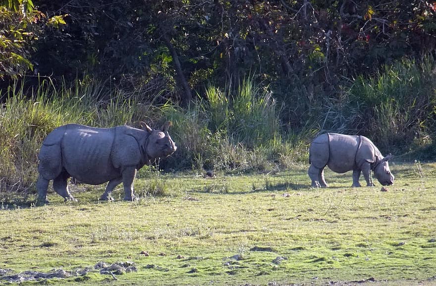 وحيد القرن ، ذو قرن واحد ، حيوان ، بري ، الحيوانات البرية ، المهددة بالخطر ، أحادي القرن ، كازيرانجا ، متنزه قومي ، الملاذ الآمن ، عصام