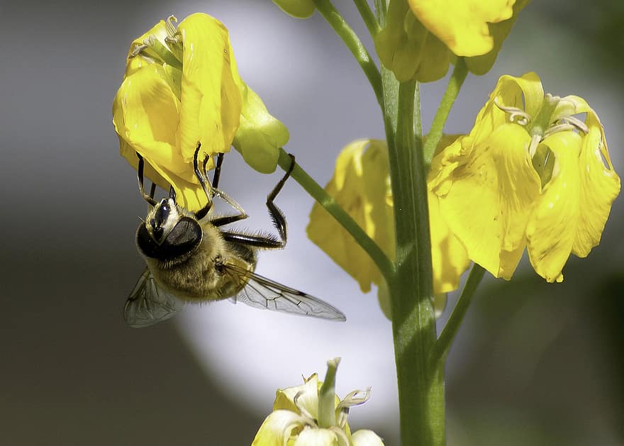 honningbi, bi, blomster, gul iris, iris, insekt, gule blomster, plante, natur