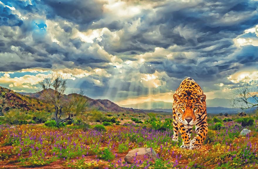 leopardas, gyvūnas, fonas, tapyba, safari, žinduolių, didelė katė, plėšrūnas, laukinis gyvūnas, laukinės gamtos, dykumoje