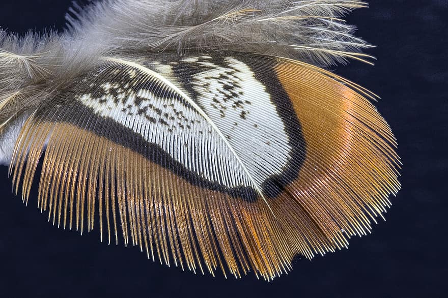 Feather, Pheasant Feather, Bird Feather, Plume, Fluffy, Closeup, Pheasant, Pattern