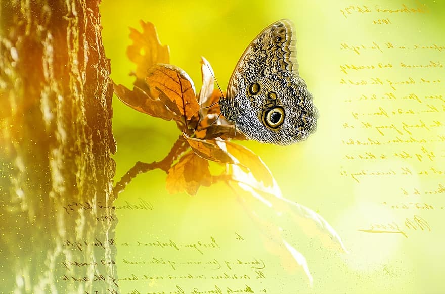 сова пеперуда, пеперуда, романтичен, шрифта, поздравителна картичка