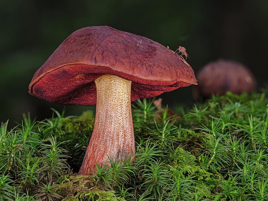 гриб, лес, мох, ведьмы плацидус, Neoboletus Luridiformis