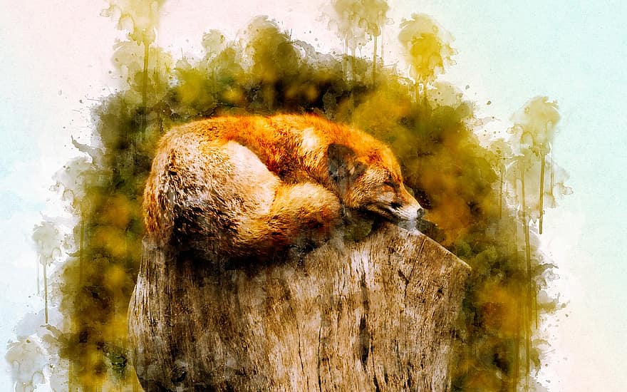 狐、動物、睡眠、キツネ、野生動物、哺乳類、雑食動物、安静、眠っている、自然、ペインティング