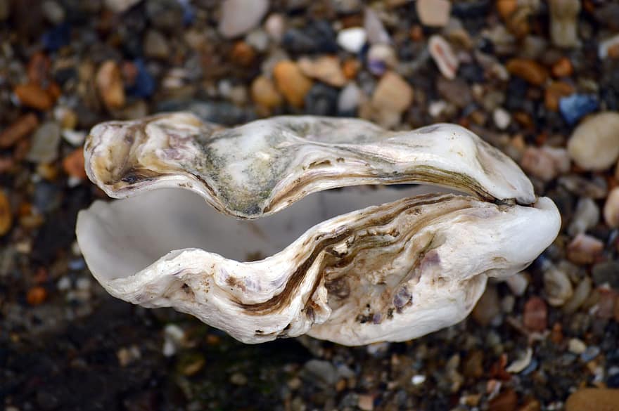 shell, ostra, mar, platja, oceà, mare de perla