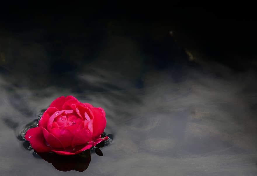Роза, река, Дикая роза, кувшинка, контрастировать, фон, природа, цвет, озеро, идиллия, воды