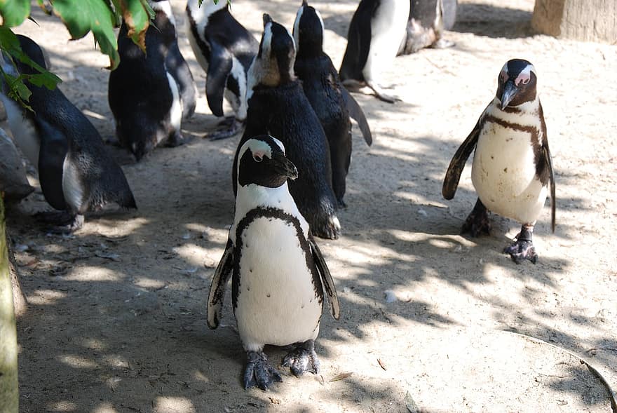 африкански пингвини, пингвини, птици, животни, дивата природа, фауна, природа