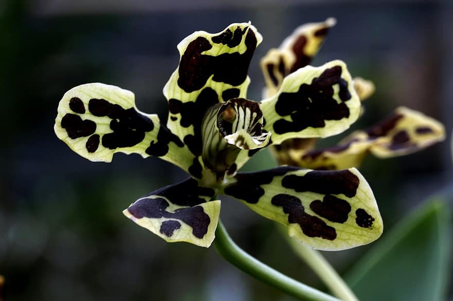 orkide, blomma, kronblad, orkidé kronblad, växt, flora, natur