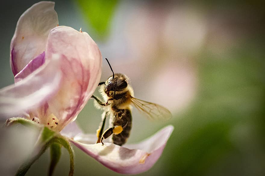 abeille, fleur de pommier, fleur, insecte, pollinisation, plante, pommier, printemps, jardin, la nature
