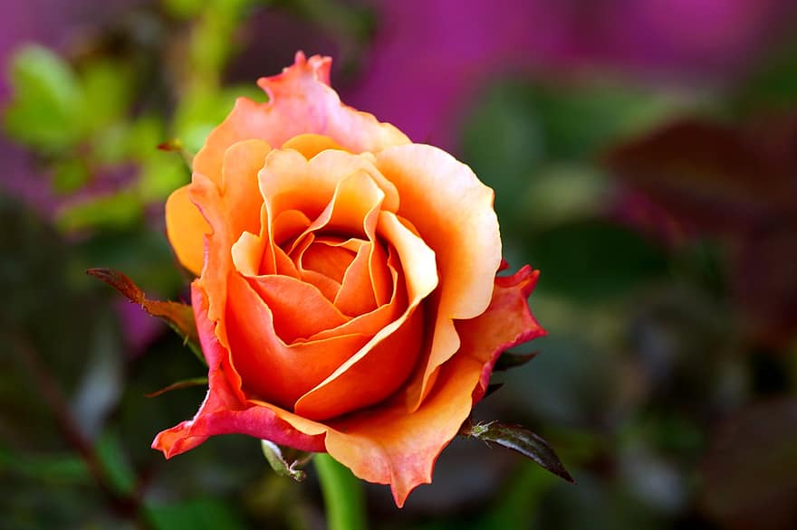 rosa, fiore, rosa arancione, rosa fiorita, petali, petali di rosa, fioritura, fiorire, flora, natura