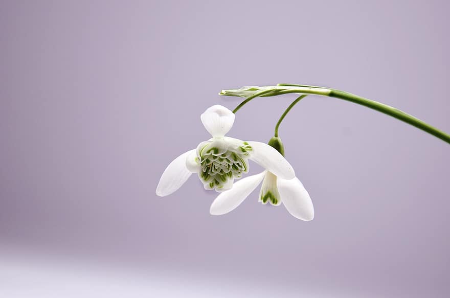 Snowdrops, Flowers, White Flowers, Petals, White Petals, Blossom, Plants, Flora, Bloom, Spring Flowers, flower