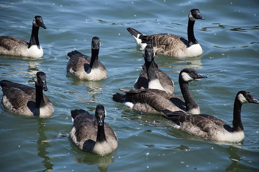 Canada Geese, Birds, Animals, Waterfowls, Water Birds, Plumage, Water, Lake, Feathers, Animal World, feather