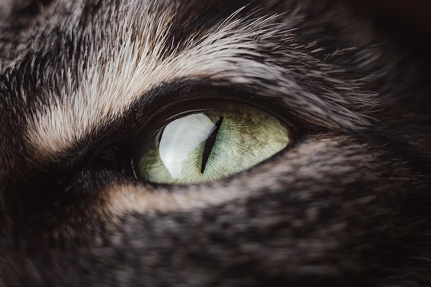 кошка, животное, глаз, голова, домашнее животное, кошачий, макрос, крупный план, тигр, глаза