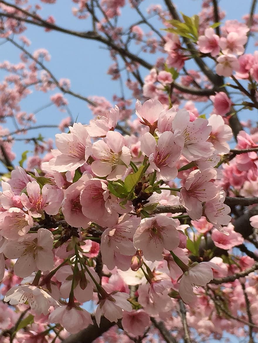Flores de cerezo, sakura, Flores rosadas, primavera, hermoso, naturaleza, las flores, cereza ornamental, flor, color rosa, de cerca