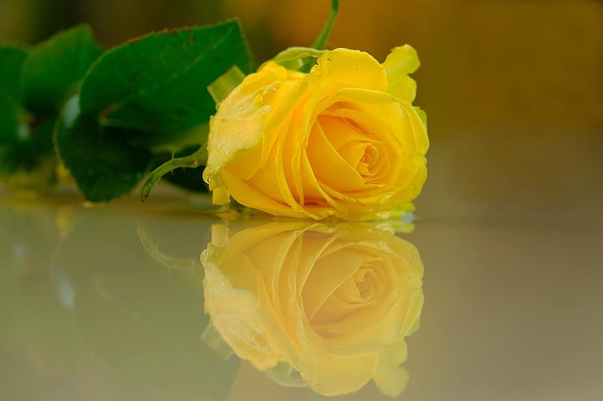 zieds, pieauga, dzeltenā roze
